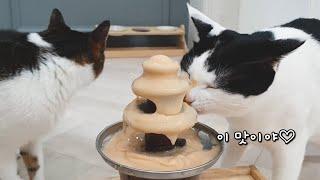 먹는데 진심인 고양이 (알달또 치팅데이) | Cat Cheating Day