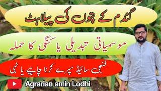 Wheat Rust || Climates Change || Yellow Leaves || Gandam Ki Kungi || Agrarian Amin Lodhi