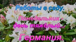 Немецкие будни. Понедельник - день тяжёлый. Работа на приусадебном участке. 10 мая 2021.