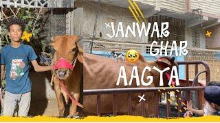 Finally janwar ghr aagya|Nakil tor li mere bull ne|unloading of  cow#unloading#cow