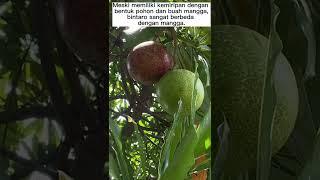 Mengenal Manfaat Buah Bintaro