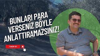 TARIMDA BAŞARI I ZEYTİNDE BAKIM VE BESLEMEYİ KONUŞUYORUZ