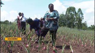 Prime Minister Nabbanja takes up farming - Onion harvest likely to cash in sh.300m per harvest