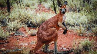 5 Essential RED KANGAROO Facts Every Wildlife Enthusiast Needs