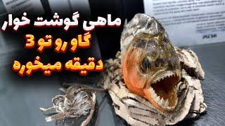 ماهی گوشت خوار پیرانای شکم قرمز ! میتونه یه انسان کامل بخوره!