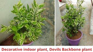 Decorative and Variegated indoor plant | Summer care of Devils Backbone plant