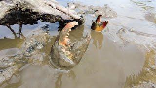 Season Catch Crabs - I Found A lot Of Big Mud Crabs In Swamp after Water Low Tide | Fishing Sea Crab