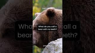 what do you call a bear with no teeth | Dad Jokes