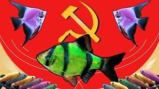 Why I don't Like GloFish- part 2