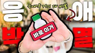 응애 약 추천 2가지. 응애를 없애는 가장 확실한 방법 / 응애 전용 살충제 살비제 / 식물 가드닝 해충