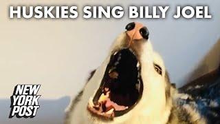 Huskies hilariously howl to Billy Joel's 'Piano Man' | New York Post