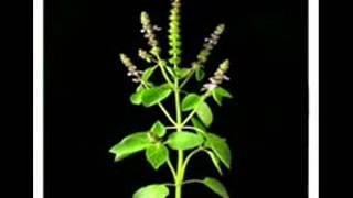 TULSI STOTRA