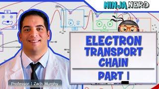 Metabolism | Electron Transport Chain: DETAILED | Part 1