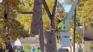 Sylvania Township residents upset about excavating company plans to cut down over 80 trees.