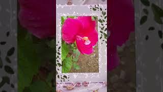 #flowers #viral #shortvideos #trending #youtubeshorts #ytshorts #viralvedios #shorts #shortsfeed