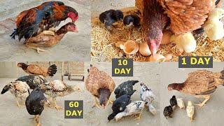 These Aseel Chicks Grew Very Fast Result Every 10 Days Till Total 75 Days