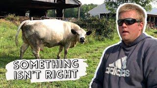 Something Doesn’t Look Right w/ This Cow (This is When I Call for Help) | Schrader Farms