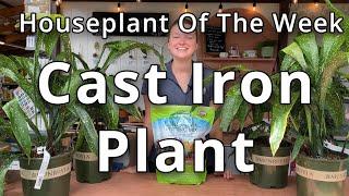 Cast Iron Plant - Houseplant of the Week