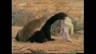 Crazy Badass Honey Badger (Edited - original narration by Randall)