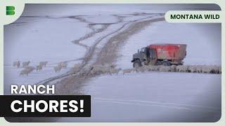 Life on a Montana Cattle Ranch - Montana Wild - Documentary