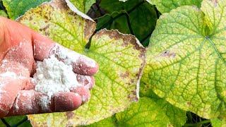 THE LEAVES ON CUCUMBERS ARE YELLOWING URGENTLY TAKE ACTION OTHERWISE THERE WILL BE NO HARVEST