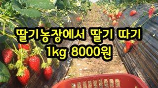 딸기농장에서 딸기따기 1kg 8000원