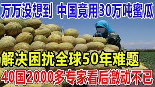 万万没想到，中国竟用30万吨蜜瓜，解决困扰全球50年难题，还创出3个世界纪录，40国2000多专家看后激动不已！