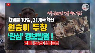 원숭이 두창 '관심' 경보발령, 치명률 10%, 대유행 되나? 전세계 비상, 원숭이 두창에 대한 이해