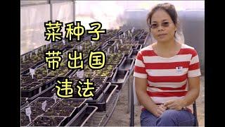 从中国带蔬菜种子违法，你会做吗？看兔妈怎么说