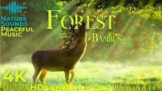 Enchanted Forest 4K  | Relaxation Film with Nature Sounds & Peaceful Music | Ultra HD