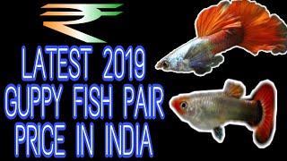 New Guppy Fish Pair Price In India | Prathmesh Aquatics