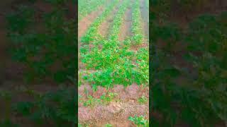 shivam vlog#shorts #viral