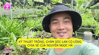 Kỹ Thuật Trồng Chăm Sóc Lan Có Lông | Chia Sẻ Của NGUYỄN NGỌC HÀ #vienmansongtv