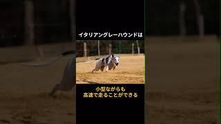 【犬のいろいろな面白い雑学】ペットとして犬の種類の雑学 #犬  #動物雑学 #ペット #shorts