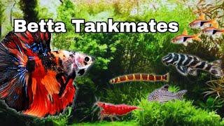 All About Betta Tankmates -The Good and The Bad