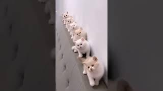 cutecats #shorts #viralvideo #viralshort