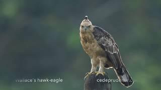 Raptors of Borneo