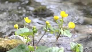 Видео фон "Лютик над водой"