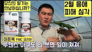 [한국농수산TV] 2월에 응애 피해가 심하다는데~~ 당신의 딸기는 안녕하십니까?