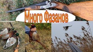 ОХОТА НА ФАЗАНА С НЕМЕЦКОЙ ЛЕГАВОЙ. PHEASANT HUNTING  .КРАСИВЫЕ ВЫСТРЕЛЫ ПО ФАЗАНУ В КАДРЕ .