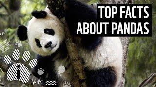 Top 10 Giant Panda Facts | Animal Fun Facts | WWF