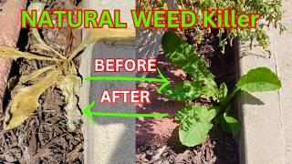 DIY Weed Killer, Cheaper, Better, Safer than Round up