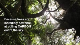 Catching Carbon Trees