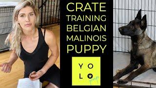 CRATE TRAINING STARTER KIT | WHY I CRATE MY BELGIAN MALINOIS