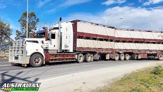 Australian Livestock Trucks Compilation #1