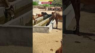 Karni mata mandir and Gau sewa ️ #shorts #shortsfeed #ramkumawatvlog #gaumata