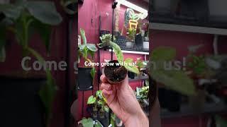 We’re Matt & Mike! Plant enthusiasts in New Jersey growing Semi-Hydro and explaining Plants!