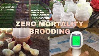 Brooding With Zero Mortality! How? Step by Step Procedure | EM Farming