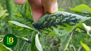 THIS REPEL PESTS LIKE TEAR GAS: Aphids run away. Stink bugs can't stand it