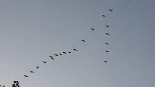 Canada Geese flock flying overhead